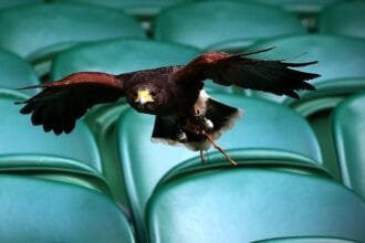 Wimbledon tradition: royal exterior and white uniform